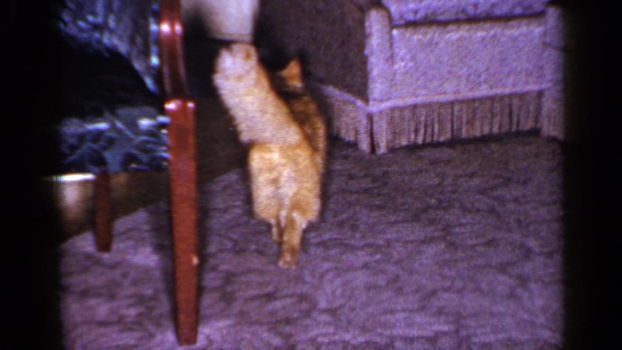1965 home-movie frame showing the orange tabby walking away across patterned carpet near upholstered furniture and a small table leg.