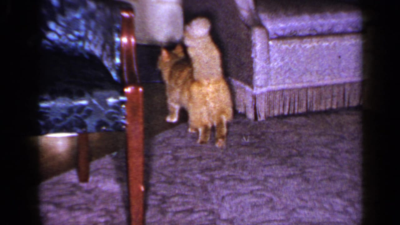 Orange tabby cat pauses near wooden furniture and upholstered seating in a 1965 Long Island living room home movie.