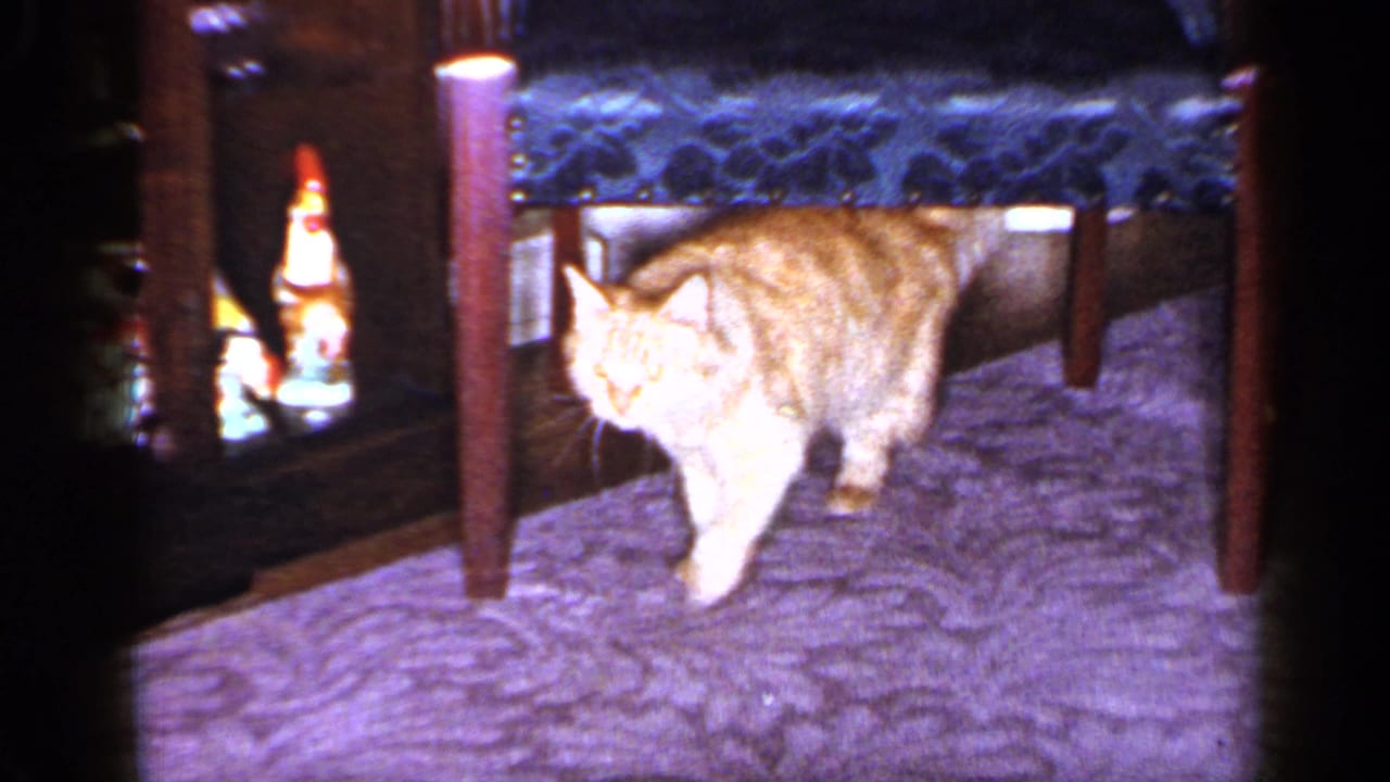 Orange tabby cat walks beneath wooden furniture in a private Long Island living room, with blue upholstery behind it.