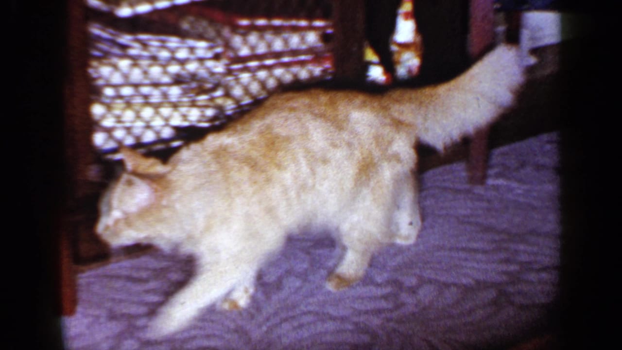 Close view of the orange tabby cat walking past the camera across patterned carpet in the 1965 home interior.