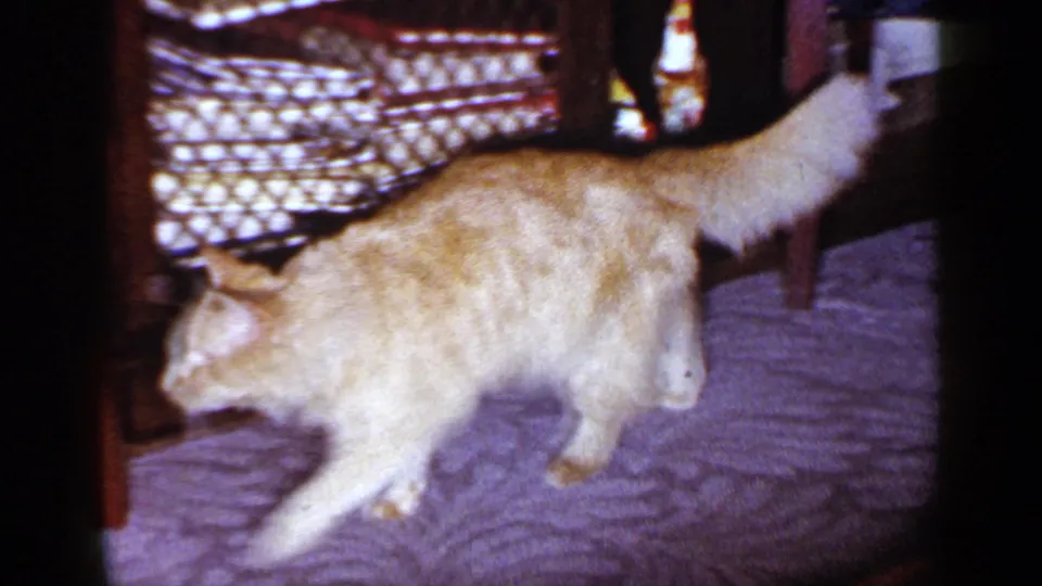Close view of the orange tabby cat walking past the camera across patterned carpet in the 1965 home interior.