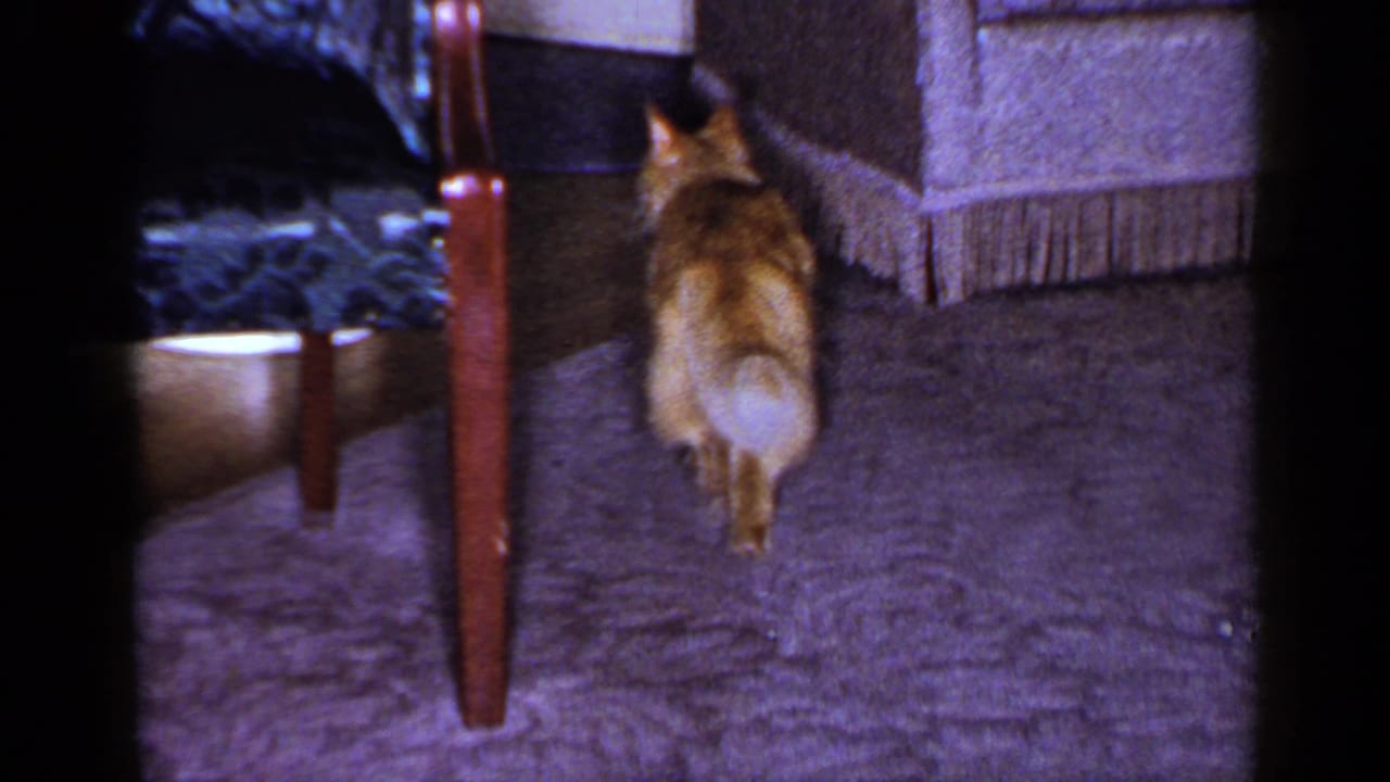 Orange tabby cat walks away from the camera between wooden furniture legs in a 1965 Long Island living room.