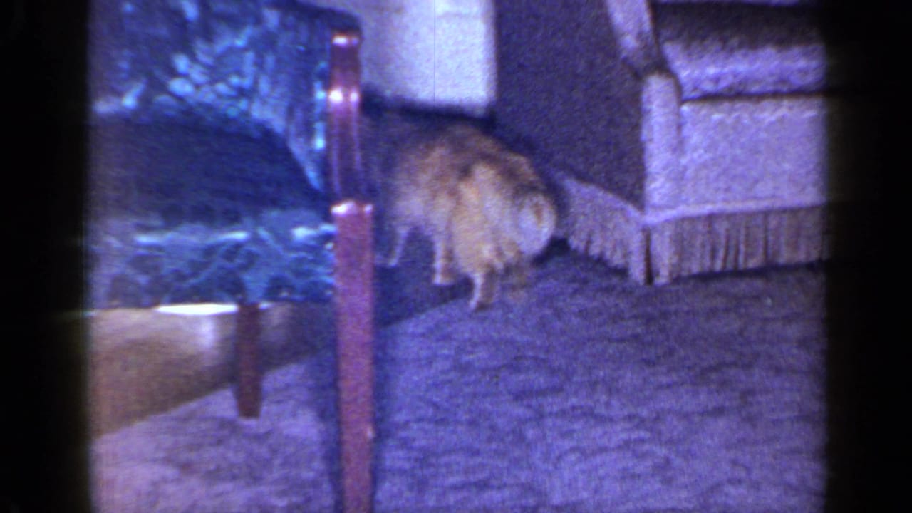 Orange tabby cat walking across purple carpet near upholstered furniture and a chair leg.