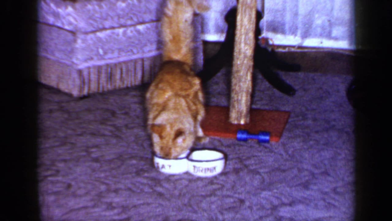 Orange tabby cat eating from white bowls beside a scratching post on purple carpet.