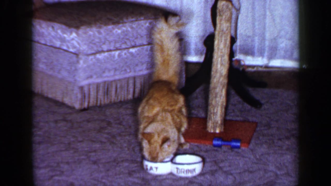 A close home-movie view shows the orange tabby eating beside a post, pet bowls, carpet, and patterned furniture.
