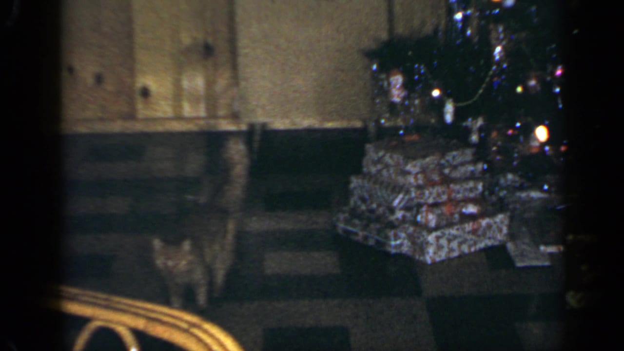 Cat with tail raised walking near wrapped gifts and a Christmas tree in a paneled room.