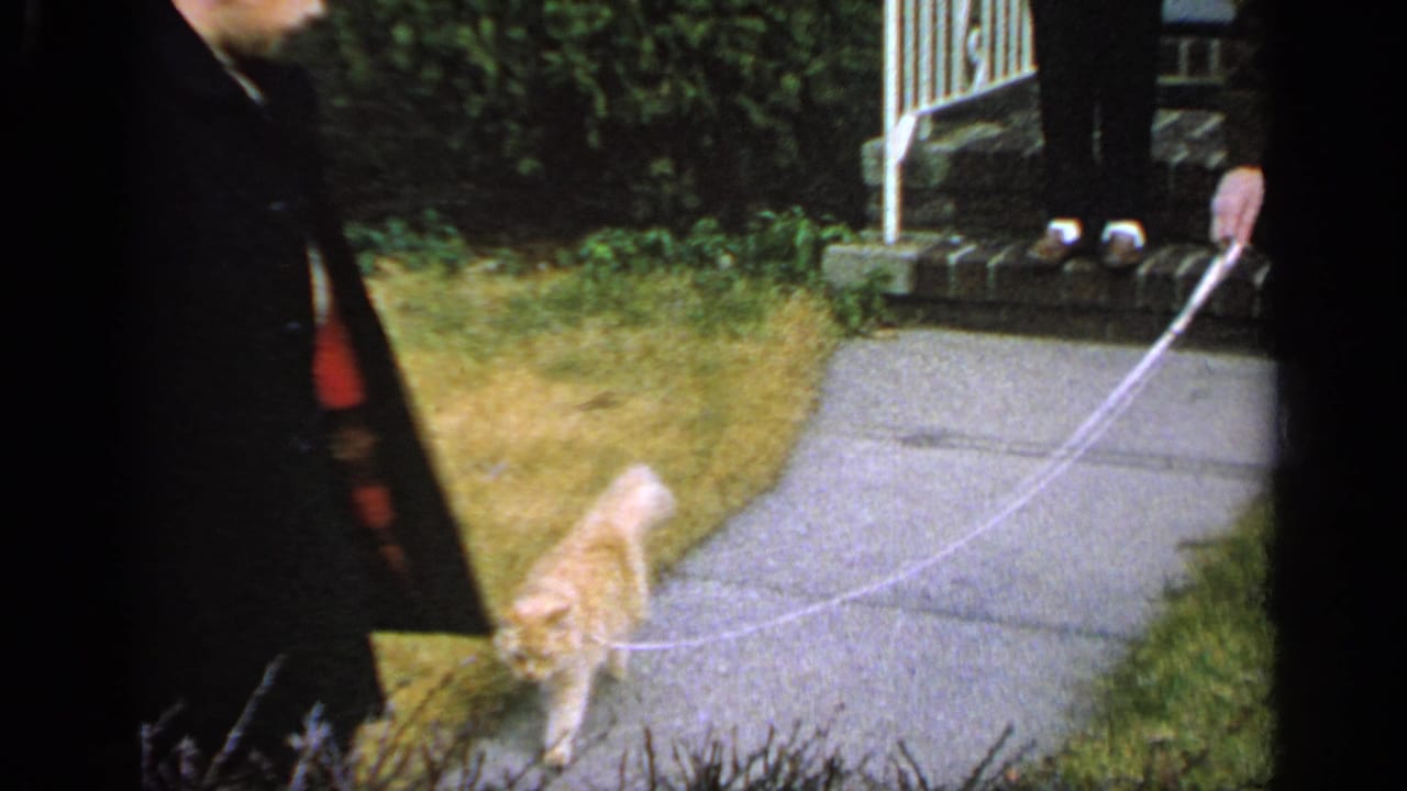 A leashed ginger cat walks on a concrete path near adults and a porch.
