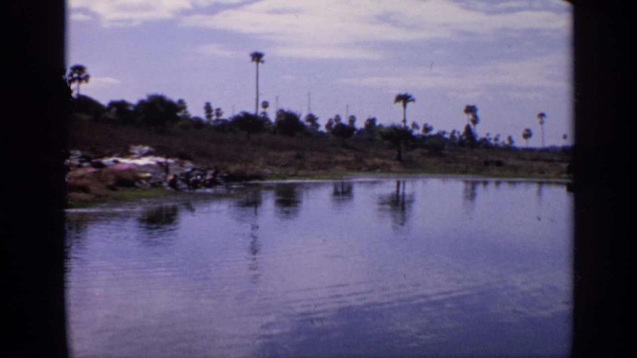 Quiet water or riverbank with palm trees and debris along the shore.