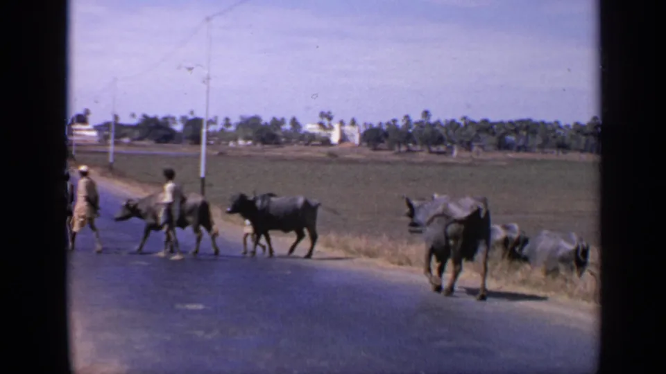 1970 India rural road scene with two men walking near water buffalo as the animals cross beside open fields and palm trees.