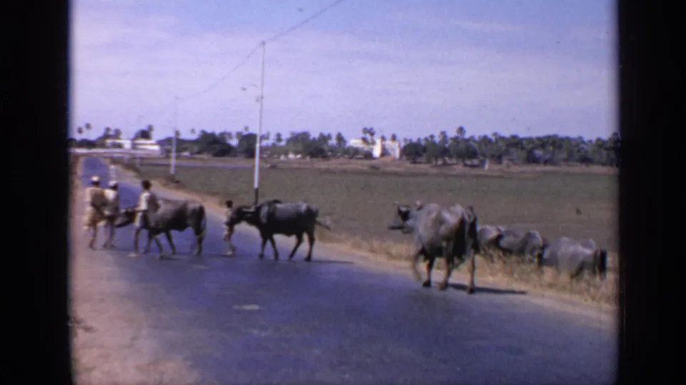 1970 India home-movie frame of water buffalo crossing a paved road with two men nearby, fields and palms stretching behind them.