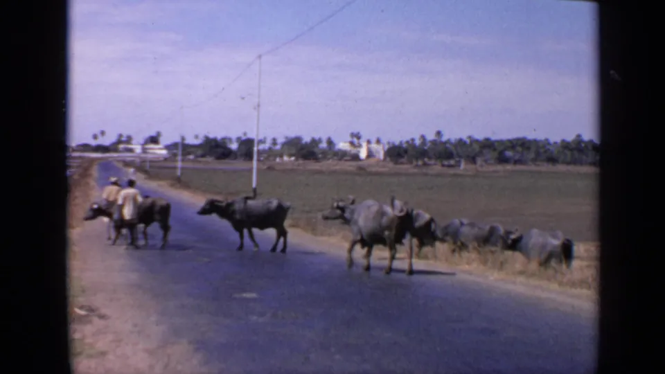 1970 India rural frame showing several water buffalo crossing or standing near a paved road, with two men, fields, utility poles, and palms beyond.