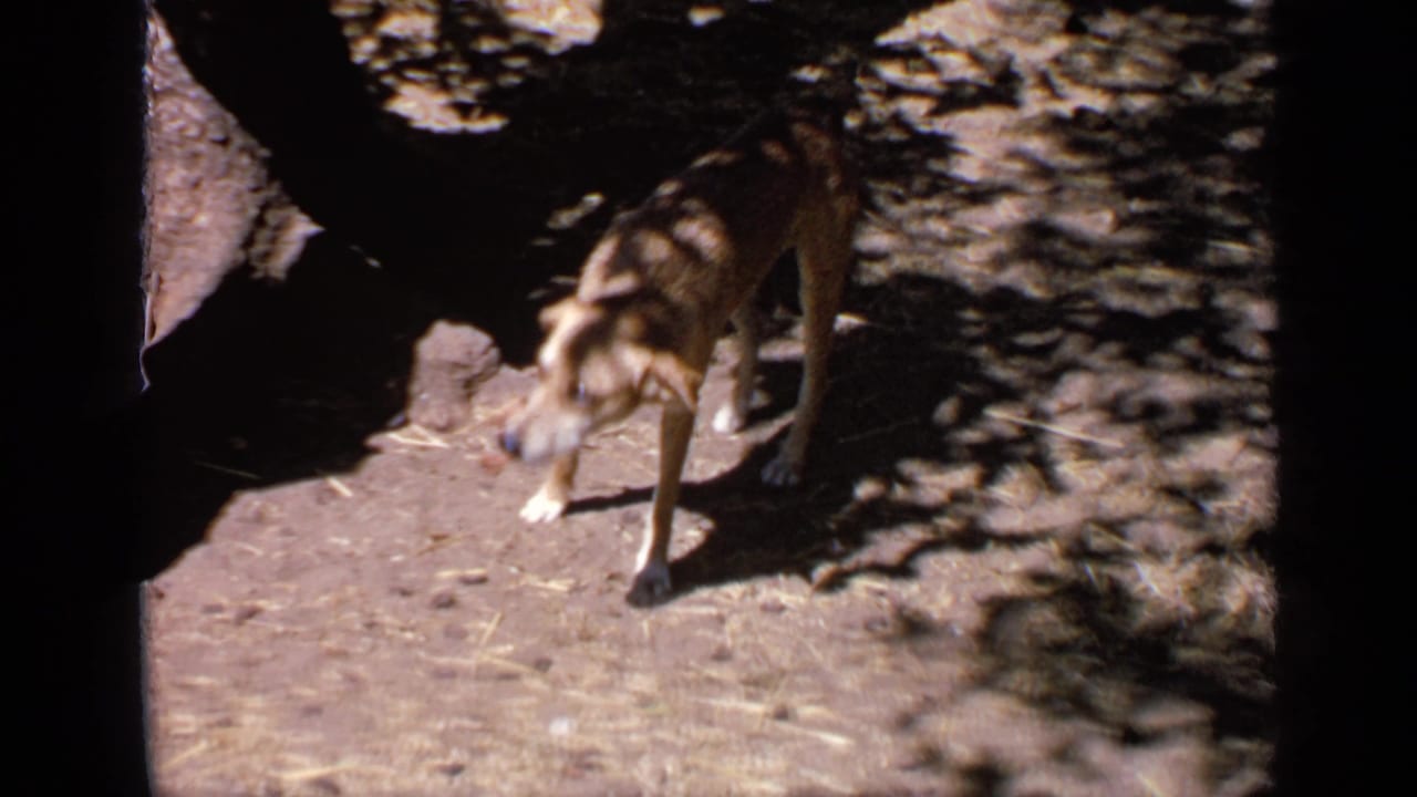 Brown dog walking on dry ground under dappled tree shade.