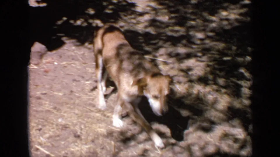 Brown dog passes through shaded outdoor ground, with strong sunlight and dark frame edges in 1970 India 8mm footage.