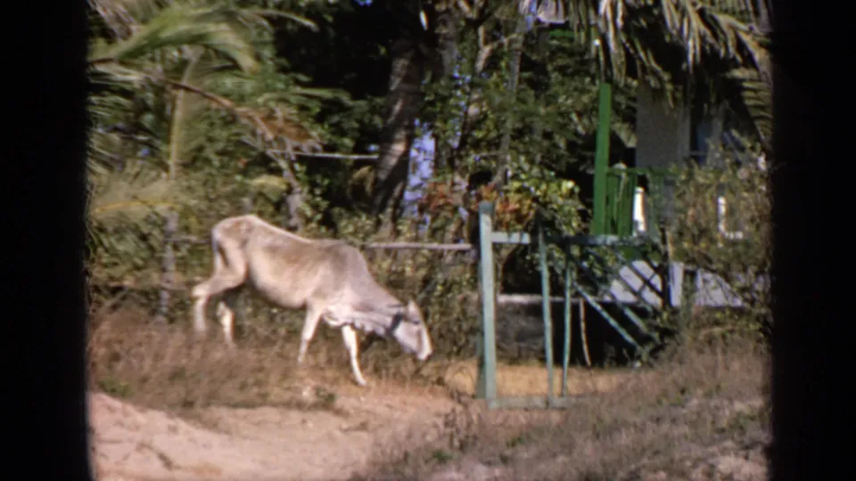 1970 India home-movie frame of a light-colored cow moving through dry coastal grass near shrubs, palms, and green-painted posts.