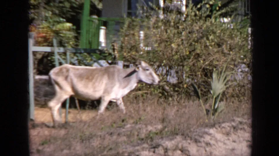 1970 India frame showing a light-colored cow in profile beside dry brush, with palms and a green-painted structure in the background.