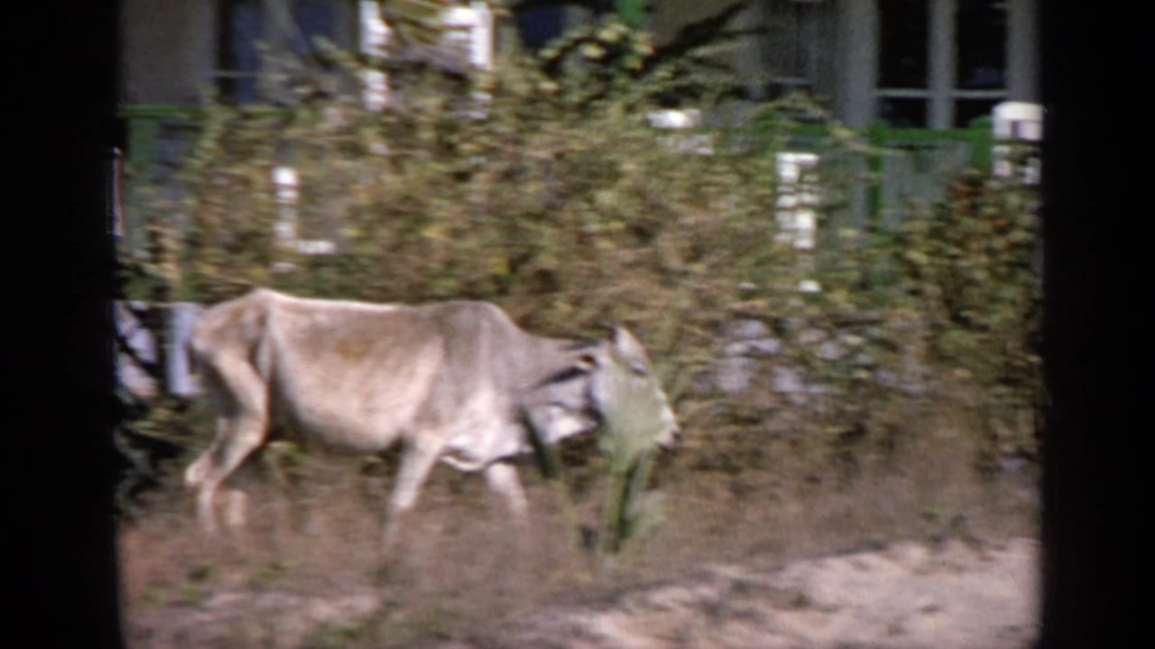Light-colored ox walking left to right past dry grass and a house exterior.