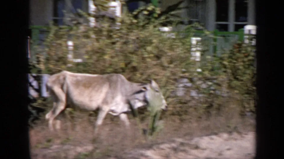 1970 India 8mm frame showing a light-colored ox moving left to right near dry grass, foliage, and a house exterior.