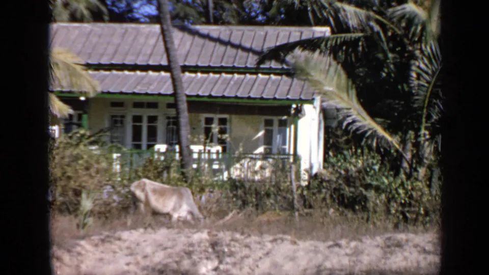 1970 India 8mm frame with the ox moving across a dry foreground below palms and a tiled-roof house.