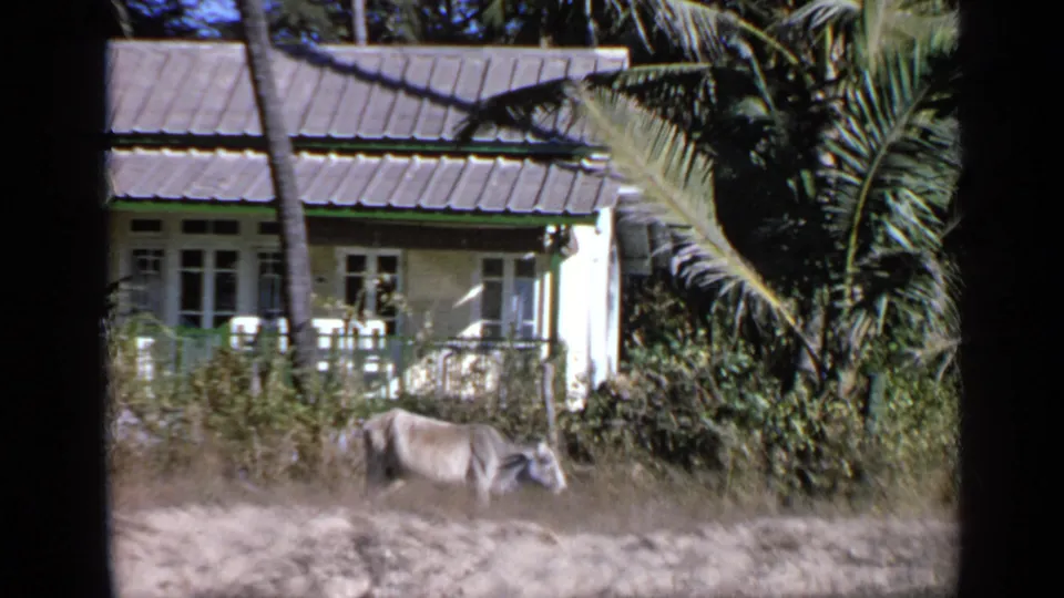 1970 India 8mm frame showing the ox low in the foreground with palm trees, railings, windows, and a tiled roof behind.