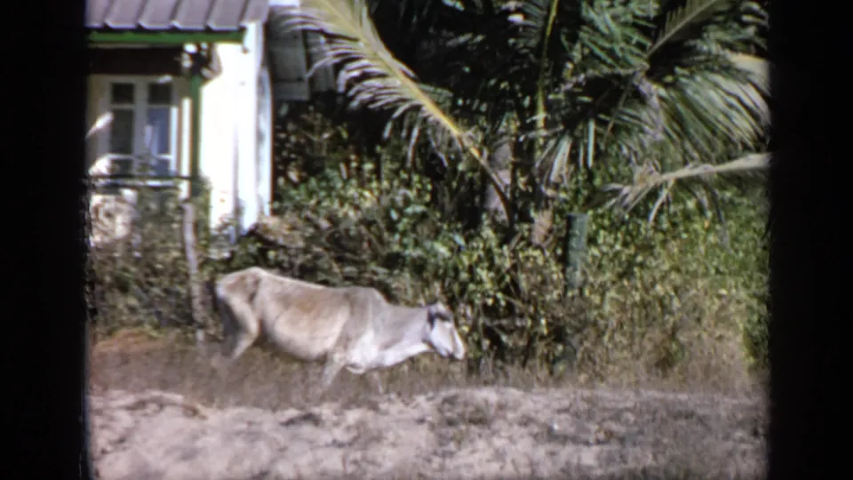 1970 India 8mm frame of a light-colored ox crossing a dry area in front of shrubs, palm fronds, and a house edge.