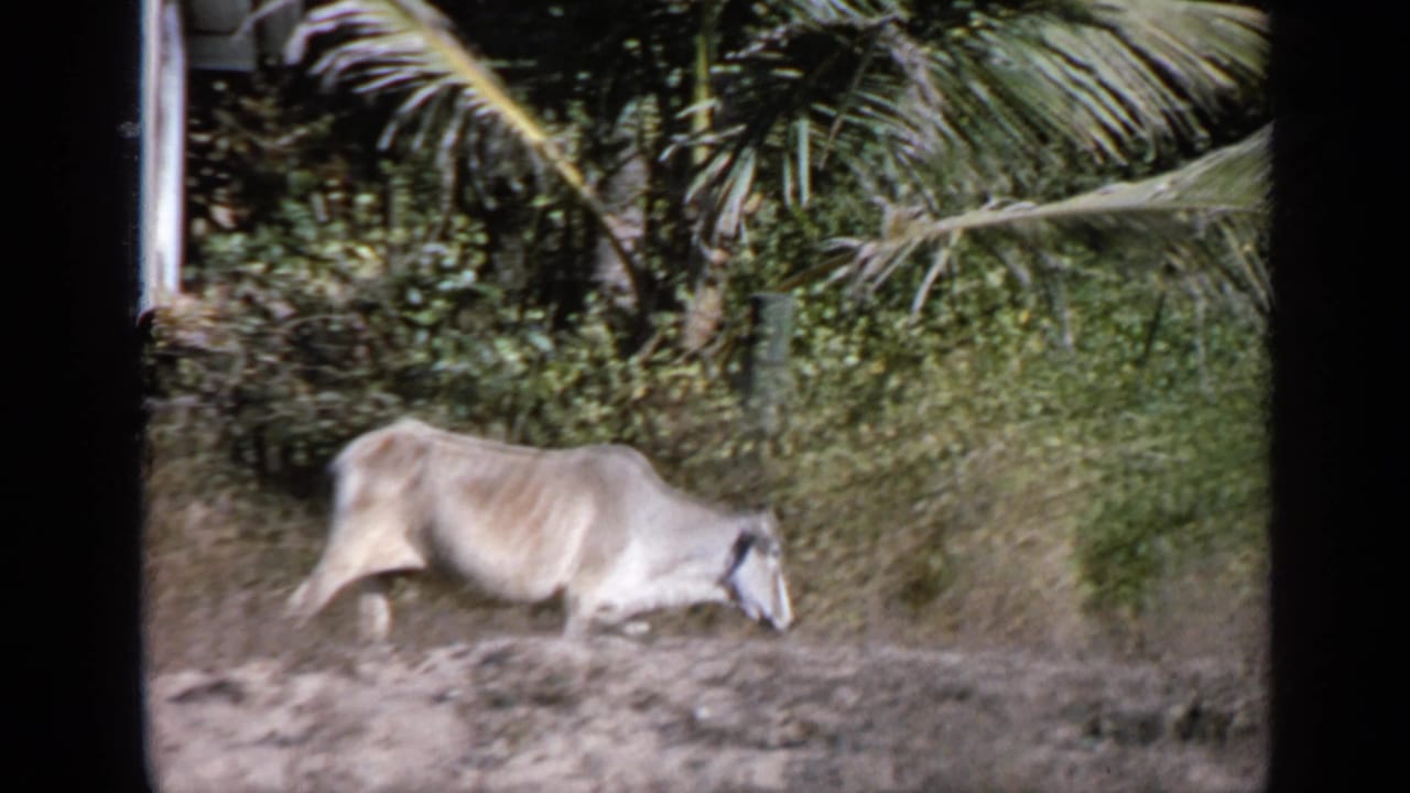 Light-colored cow walking through dry grass beside dense tropical foliage.