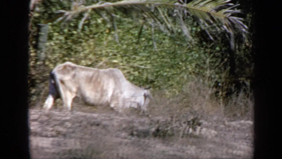 The cow lowers its head near scrub and palm-lined vegetation in rural India, captured on 8mm film around 1970.