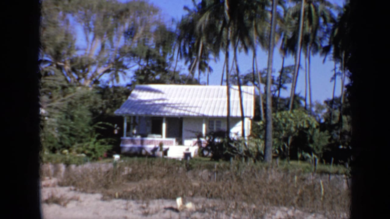 White house with a metal roof seen among palm trees and greenery.