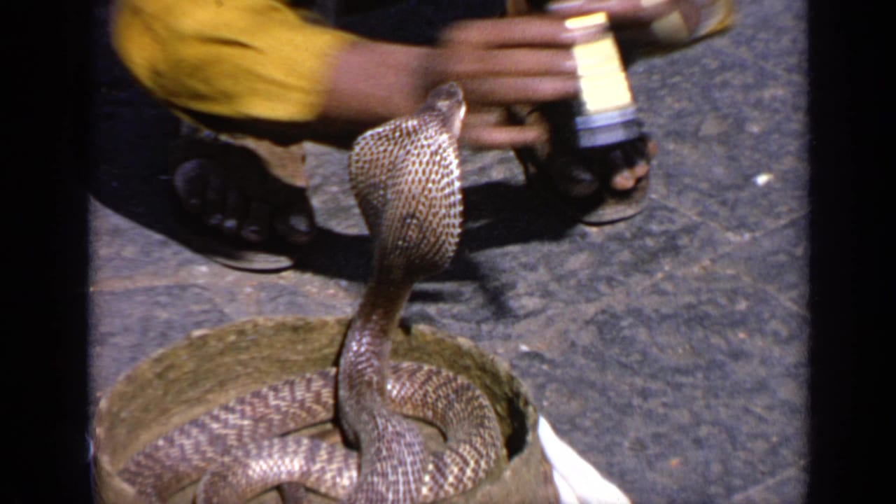 The cobra stands upright from the basket as the performer's hands hold a flute-like instrument nearby in 1970 India footage.