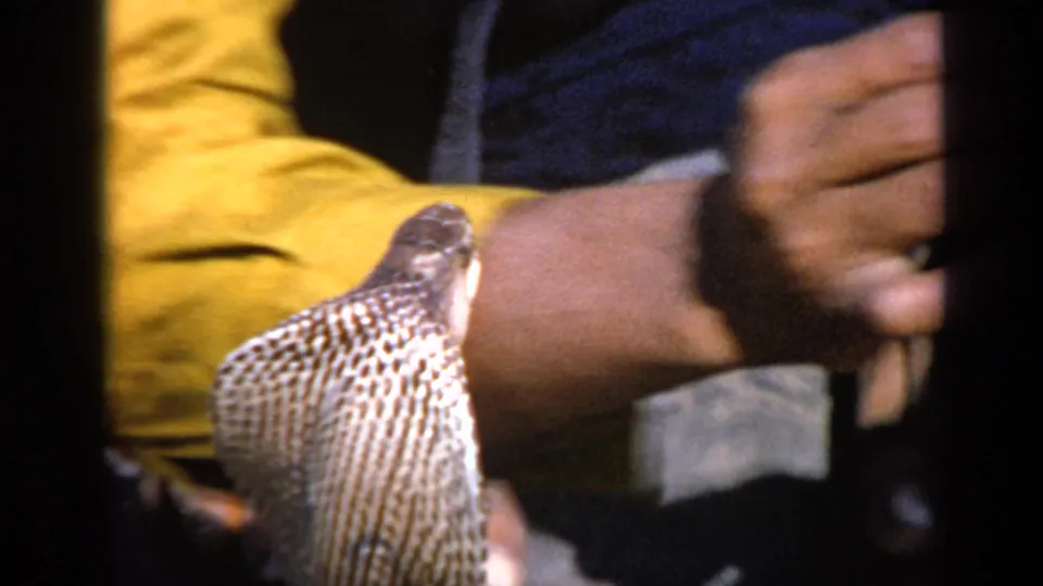 A tight 8mm frame shows the cobra's expanded hood close to the performer's yellow sleeve and flute-like instrument.