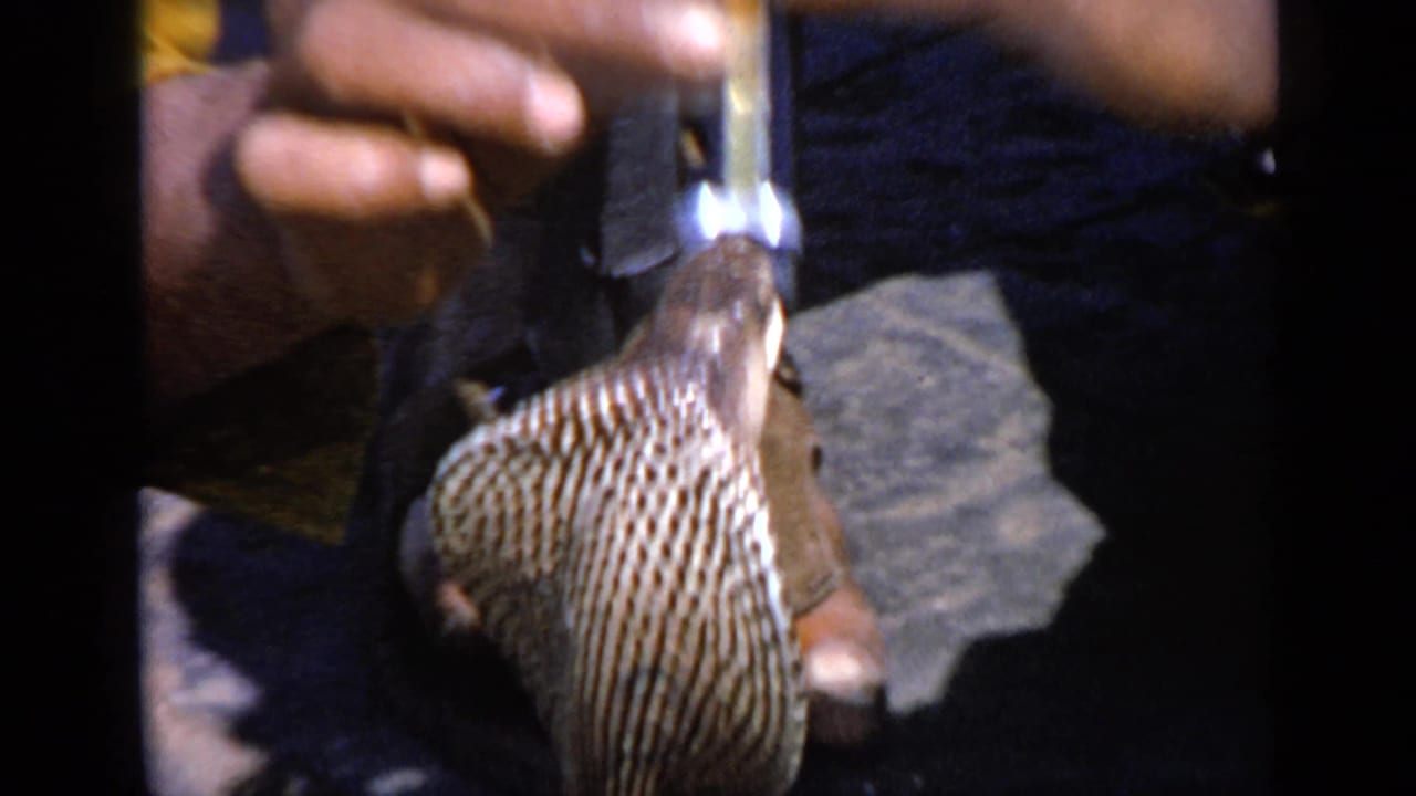 Close view of a cobra hood near a handler's hands and dark clothing.