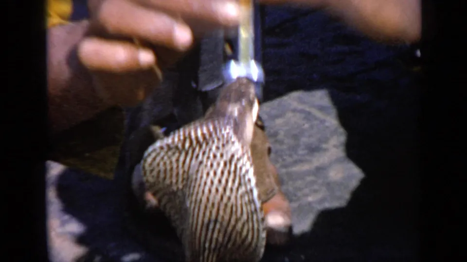 India 1970 8mm frame showing a cobra hood close to a handler's hands, with pavement and dark film edge visible.