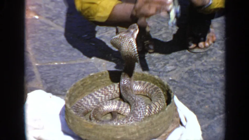 India 1970 8mm frame with a hooded cobra rising from a woven basket on pavement near a handler in a yellow shirt.