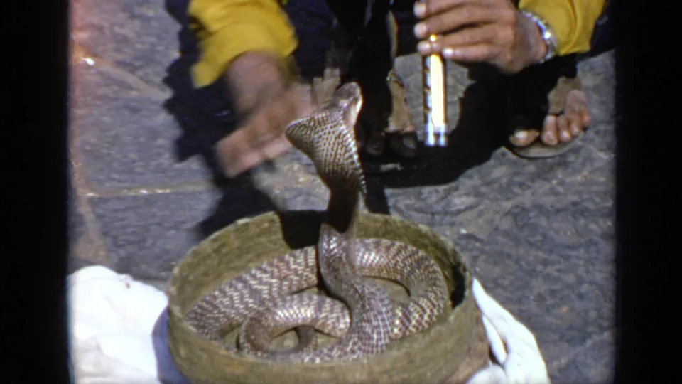 India 1970 8mm frame showing the cobra upright in its basket as the handler's hands move near it on a paved surface.