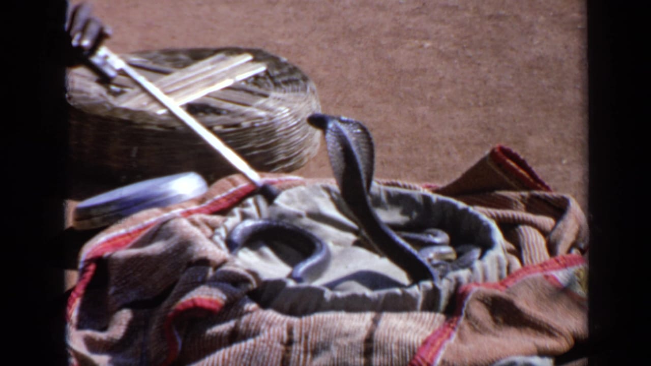Cobra coiled in cloth with head raised beside a pale rod and woven basket.