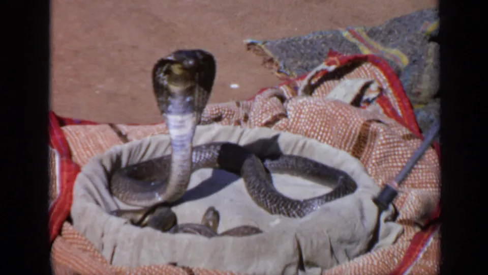 1970s India 8mm frame with a hooded cobra upright in a shallow cloth-lined basket on dusty ground.