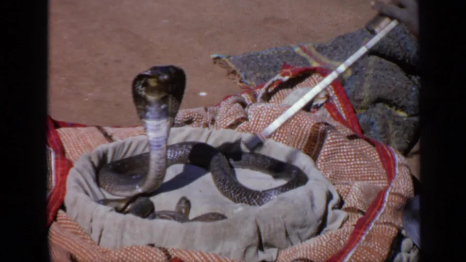 1970s India 8mm frame showing a cobra upright in a basket while a pale rod is waved close to its hood.