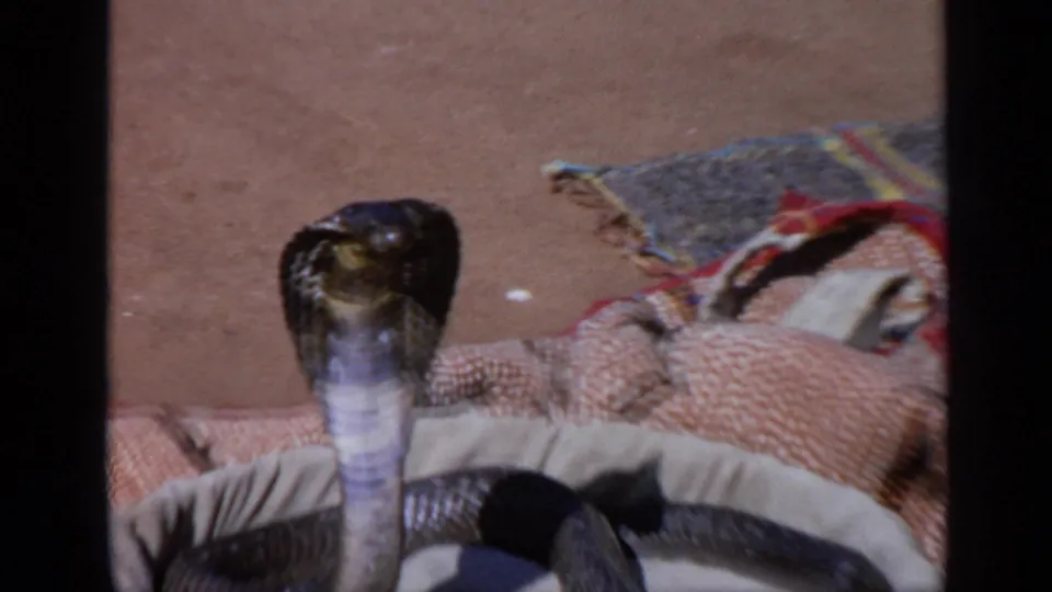 1970s India 8mm close frame of a hooded cobra raised from a cloth-lined basket with patterned fabric around it.