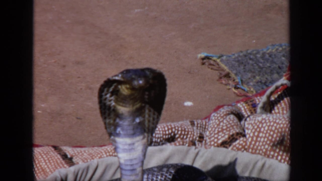 1970 India 8mm frame showing a cobra with flared hood near patterned textiles and earth-toned ground.