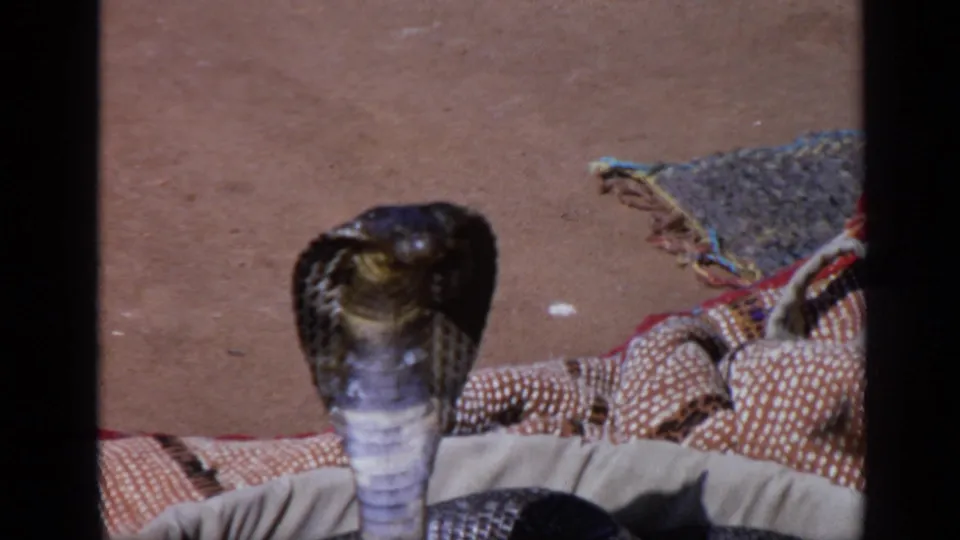 1970 India 8mm frame showing a cobra with flared hood near patterned textiles and earth-toned ground.