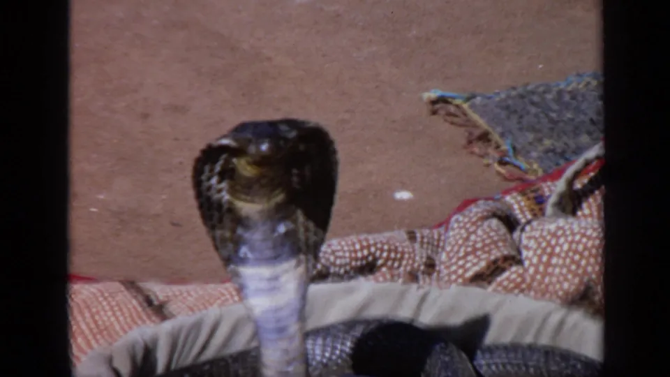 Close 8mm view of a cobra in India, upright and alert beside patterned fabric on the ground.