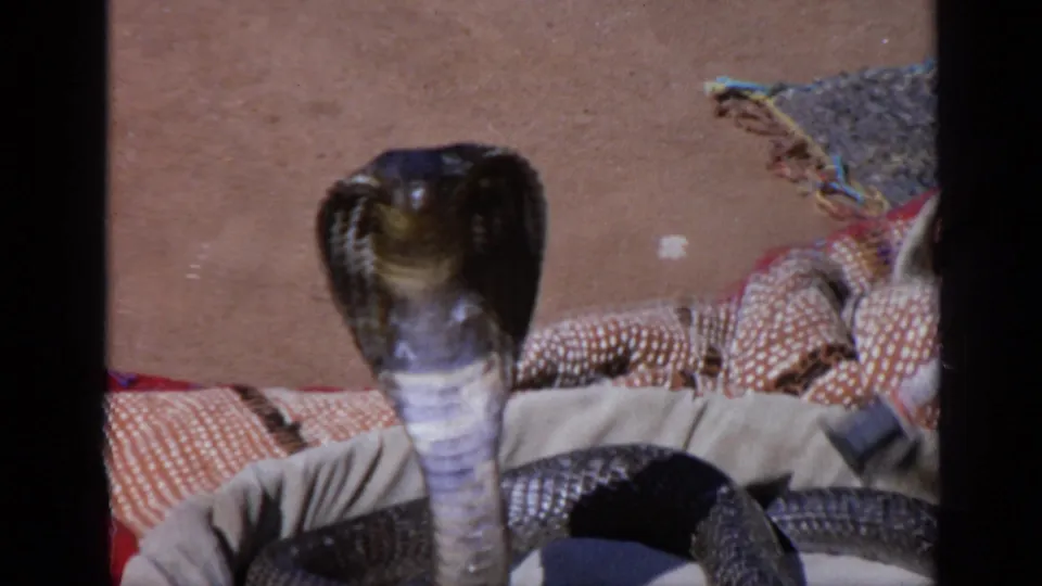 1970 India home-movie frame of a cobra facing the camera near patterned cloth and a dark round object.