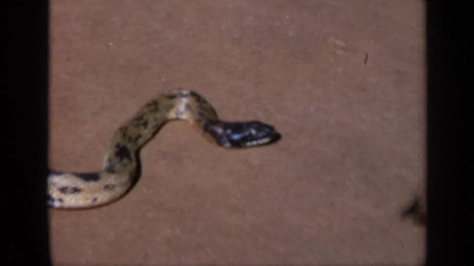 Close 8mm view of a patterned snake on dusty ground in the India snake-charmer sequence.