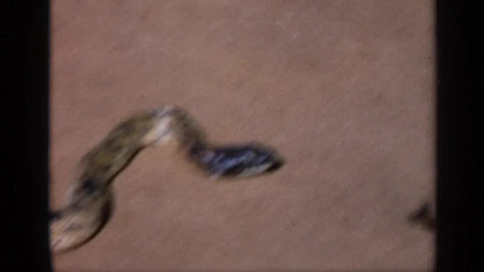Soft-focus 8mm close-up of the snake's head and body during the India home-movie sequence.