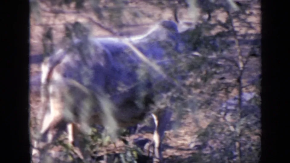 1970 India 8mm frame with a large animal, possibly cattle, walking through scrub and branches in dry ground.