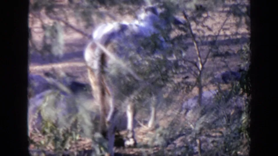 1970 India 8mm frame showing a large animal partly obscured by foreground branches in dry scrubland.