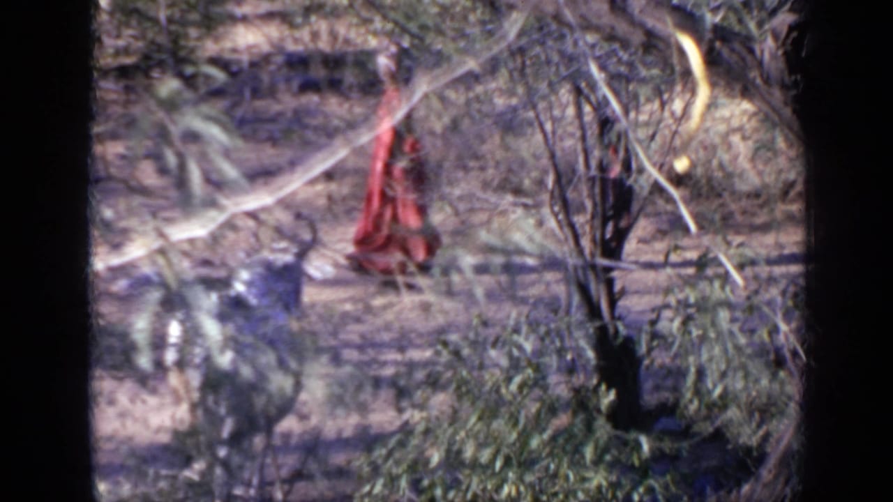 Two women walk through dry woods carrying pots on their heads as a bull stands nearby.