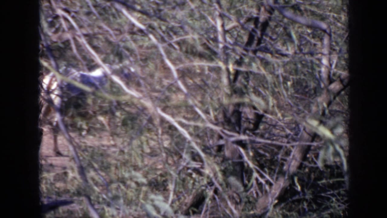 Horses partly obscured by branches in a dry wooded area.