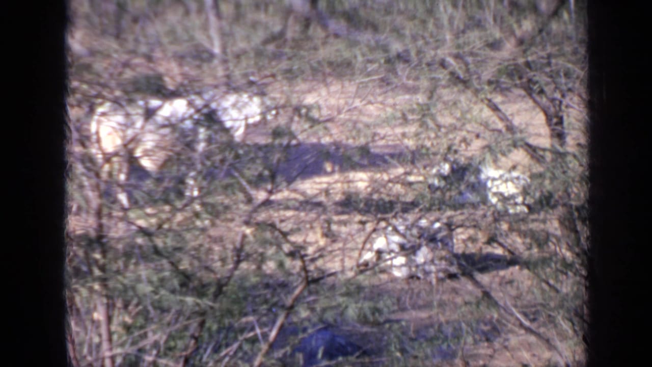 Light-colored horses stand among trees and brush on dry ground.