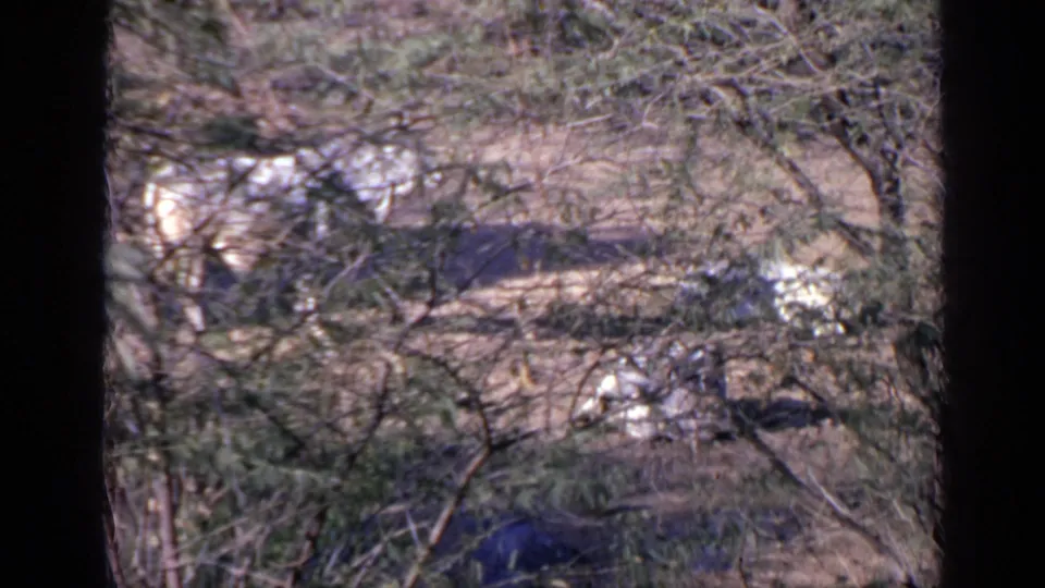 1970 India home-movie frame showing horses grazing through dense foreground branches in a dry wooded area.