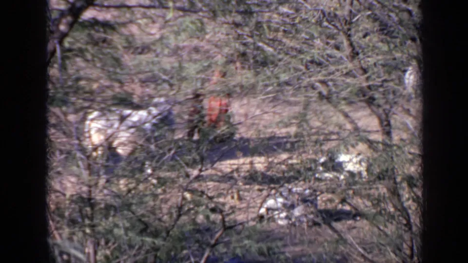 1970 India frame with horses in a sparse forest and a distant person in red partly visible through branches.